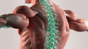 New Roads thoracic spine